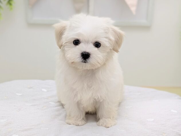 福島県のハーフ犬・ミックス犬 (アミーゴ会津若松店/2026年6月19日生まれ/男の子/クリームホワイト)の子犬の3枚目の画像