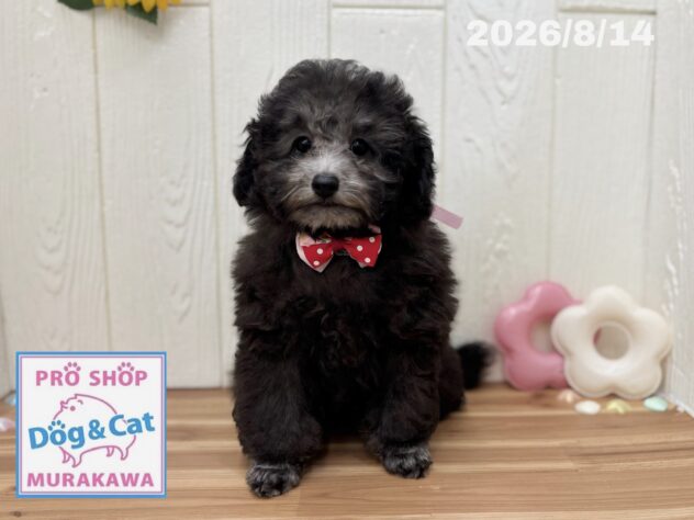 広島県のトイプードル(トイ) (アミーゴ大町店/2026年5月15日生まれ/女の子/グレー)の子犬の3枚目の画像