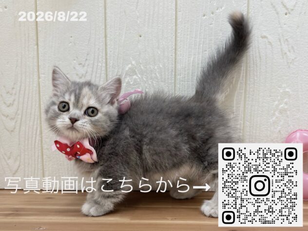 広島県のマンチカン (アミーゴ大町店/2026年6月16日生まれ/女の子/ブルーパッチドタビー)の子猫の3枚目の画像