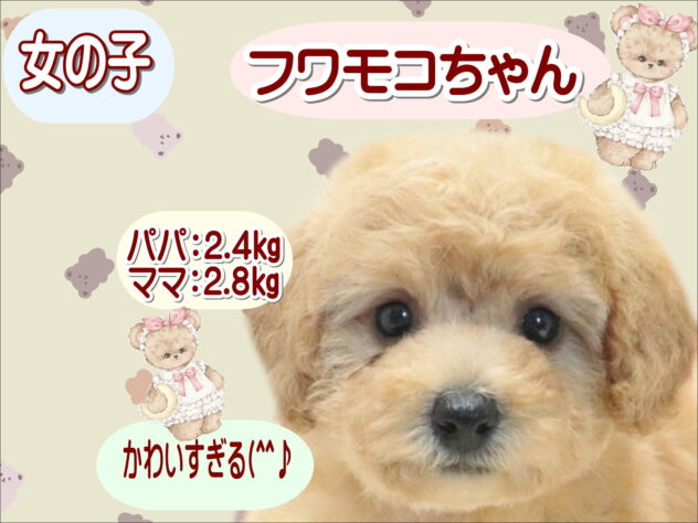 大阪府のトイプードル(トイ) (アミーゴ鳳店/2026年6月14日生まれ/女の子/アプリコット)の子犬の1枚目の画像