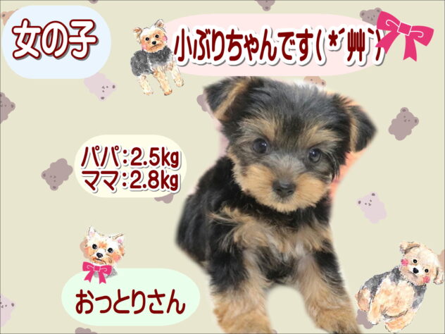 大阪府のヨークシャーテリア (アミーゴ鳳店/2026年6月22日生まれ/女の子/スチールブルータン)の子犬の1枚目の画像