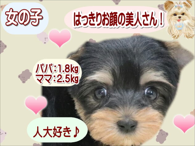 大阪府のヨークシャーテリア (アミーゴ鳳店/2026年6月29日生まれ/女の子/スチールブルータン)の子犬の1枚目の画像