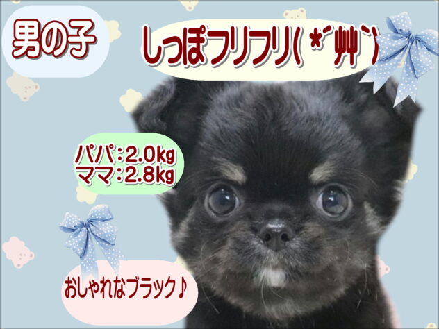大阪府のチワワ(ロング) (アミーゴ鳳店/2026年6月9日生まれ/男の子/ブラックタンホワイト)の子犬の1枚目の画像