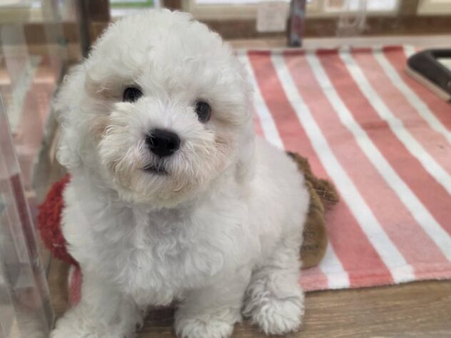 福島県のビションフリーゼ (アミーゴ須賀川店/2026年5月25日生まれ/男の子/ホワイト)の子犬