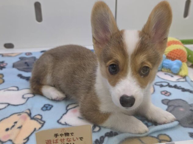 福島県のウェルシュコーギーペンブローク (アミーゴ須賀川店/2026年5月10日生まれ/男の子/レッドホワイト)の子犬