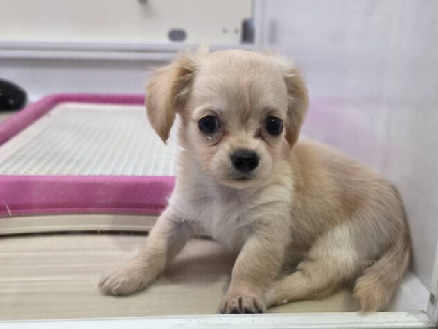 福島県のハーフ犬・ミックス犬 (アミーゴ須賀川店/2026年6月8日生まれ/女の子/クリーム)の子犬の3枚目の画像