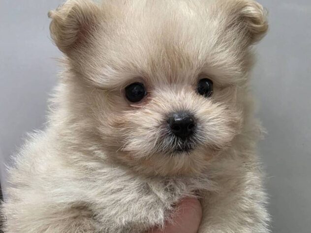 福島県のハーフ犬・ミックス犬 (アミーゴ須賀川店/2026年6月23日生まれ/男の子/アプリコット)の子犬