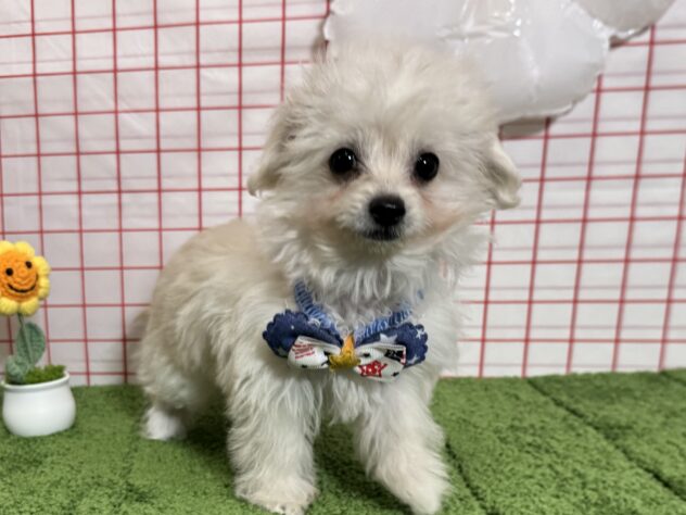 山形県のハーフ犬・ミックス犬 (アミーゴ酒田店/2026年5月31日生まれ/男の子/クリーム)の子犬の1枚目の画像