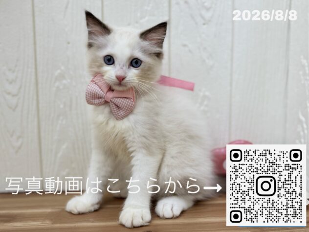 広島県のラグドール (アミーゴ大町店/2026年6月1日生まれ/女の子/シールポイントバイカラー)の子猫の3枚目の画像