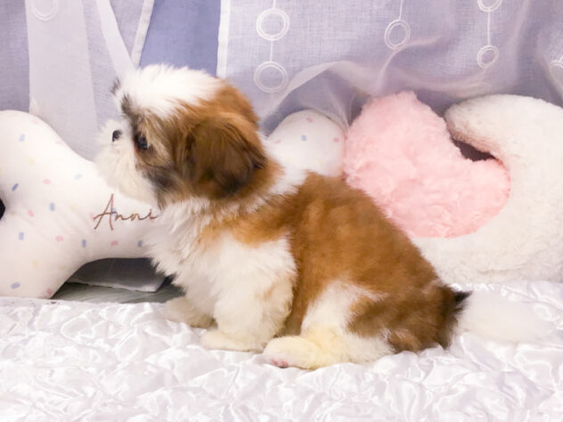 愛知県のシーズー (アミーゴ知立店/2026年6月8日生まれ/女の子/ホワイトゴールド)の子犬の3枚目の画像