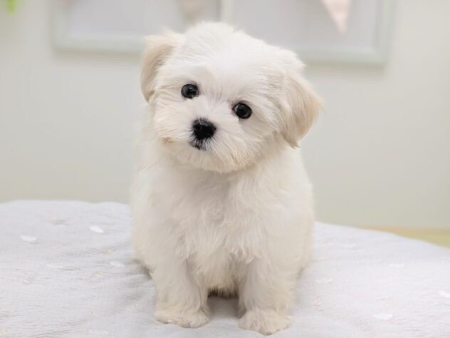 福島県のハーフ犬・ミックス犬 (アミーゴ会津若松店/2026年6月19日生まれ/男の子/クリームホワイト)の子犬の2枚目の画像