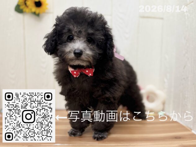 広島県のトイプードル(トイ) (アミーゴ大町店/2026年5月15日生まれ/女の子/グレー)の子犬の3枚目の画像