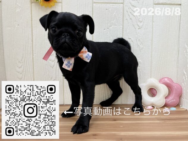 広島県のパグ (アミーゴ大町店/2026年5月7日生まれ/女の子/ブラック)の子犬の3枚目の画像