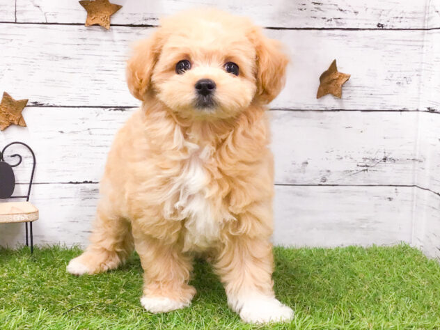 愛知県のハーフ犬・ミックス犬 (アミーゴ知立店/2026年6月3日生まれ/女の子/アプリコット)の子犬の1枚目の画像