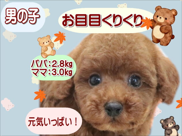 大阪府のトイプードル(トイ) (アミーゴ鳳店/2026年6月19日生まれ/男の子/レッド)の子犬の1枚目の画像