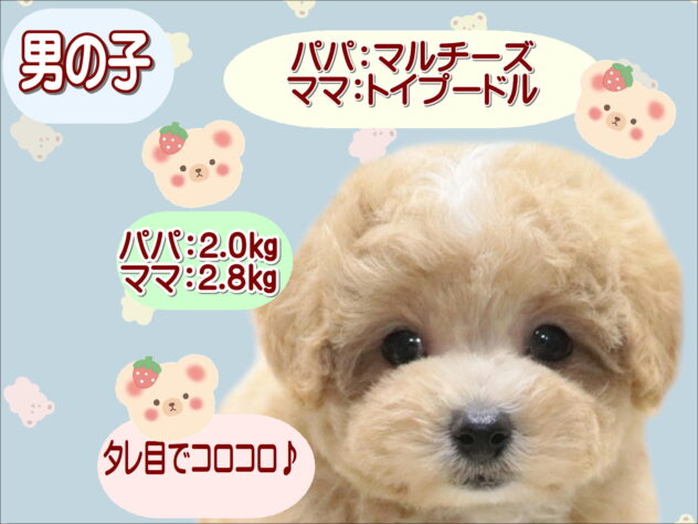 大阪府のハーフ犬・ミックス犬 (アミーゴ鳳店/2026年6月10日生まれ/男の子/オレンジ)の子犬の1枚目の画像