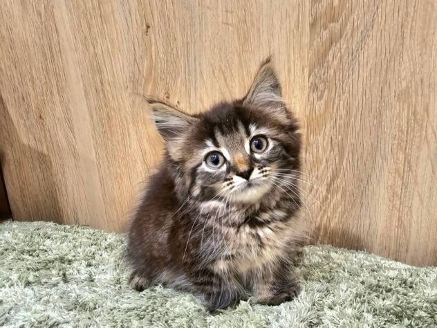 広島県のハーフ猫・ミックス猫 (アミーゴ広島商工センター店/2026年5月25日生まれ/女の子/ブラウンタビーホワイト)の子猫の1枚目の画像
