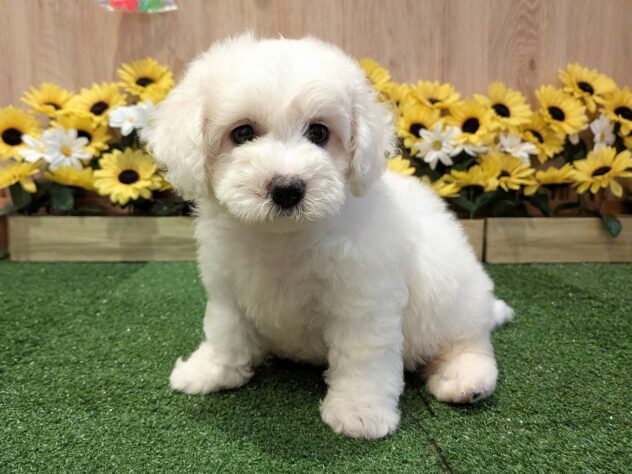 兵庫県のビションフリーゼ (アミーゴ伊丹店/2026年6月23日生まれ/男の子/ホワイト)の子犬の2枚目の画像