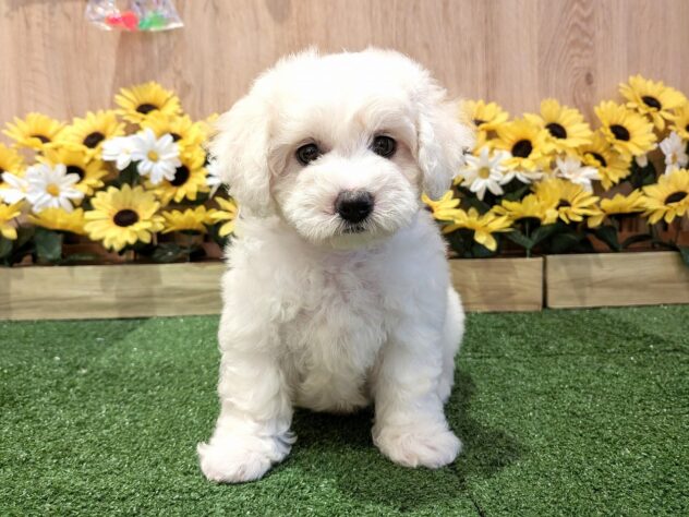 兵庫県のビションフリーゼ (アミーゴ伊丹店/2026年6月23日生まれ/男の子/ホワイト)の子犬の1枚目の画像