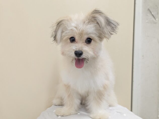 福島県のハーフ犬・ミックス犬 (アミーゴ会津若松店/2026年3月15日生まれ/男の子/11 その他の毛色)の子犬の2枚目の画像