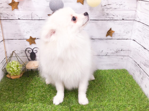 愛知県のポメラニアン (アミーゴ知立店/2026年2月1日生まれ/男の子/クリーム)の子犬の3枚目の画像