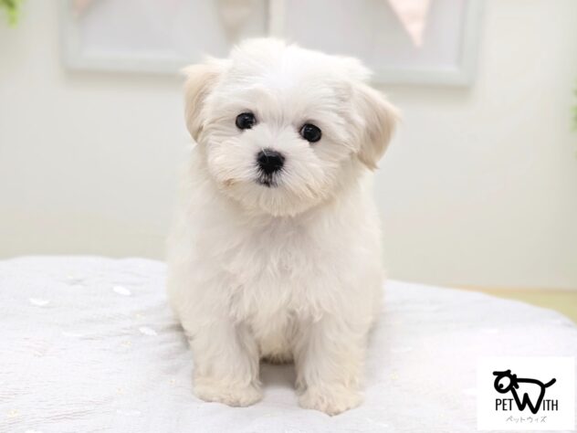 福島県のハーフ犬・ミックス犬 (アミーゴ会津若松店/2026年6月19日生まれ/男の子/クリームホワイト)の子犬の1枚目の画像