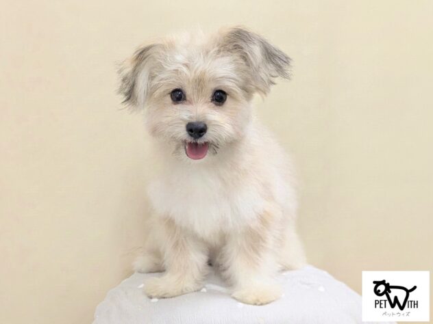 福島県のハーフ犬・ミックス犬 (アミーゴ会津若松店/2026年3月15日生まれ/男の子/11 その他の毛色)の子犬の1枚目の画像