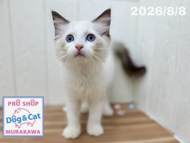 広島県のラグドール (アミーゴ大町店/2026年6月1日生まれ/女の子/シールポイントバイカラー)の子猫の2枚目の画像
