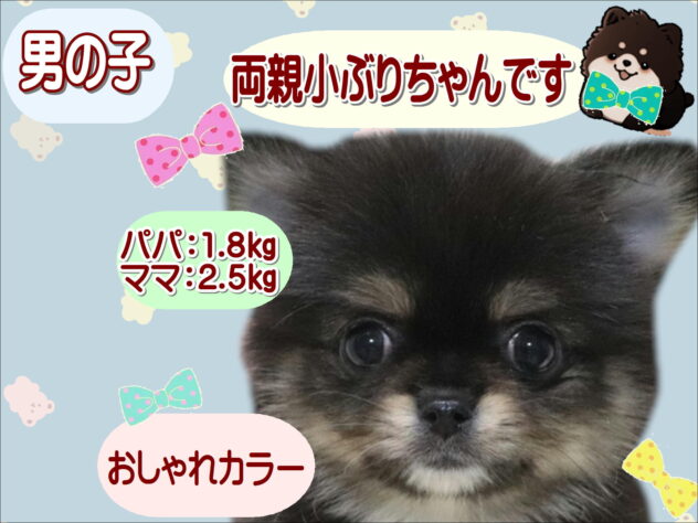 大阪府のポメラニアン (アミーゴ鳳店/2026年6月20日生まれ/男の子/ブラックタン)の子犬の1枚目の画像
