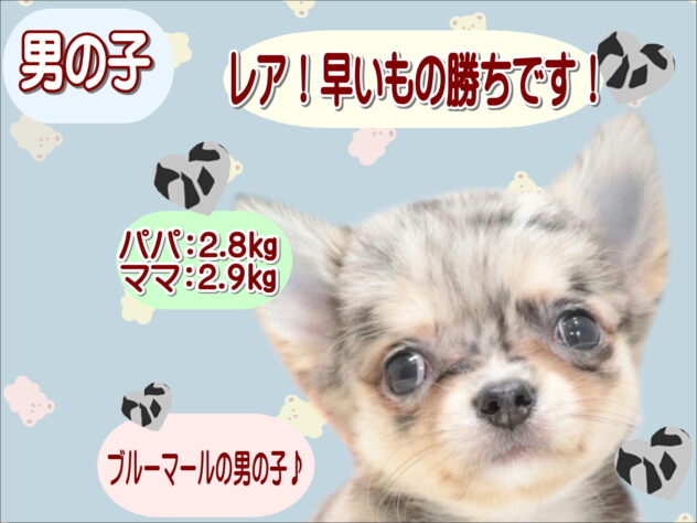 大阪府のチワワ(ロング) (アミーゴ鳳店/2026年6月16日生まれ/男の子/ブルーマール)の子犬の1枚目の画像