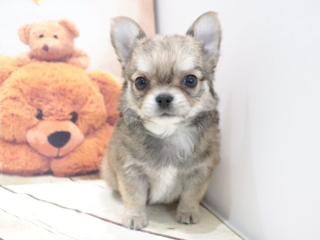 大阪府のチワワ(ロング) (アミーゴ鳳店/2026年6月4日生まれ/男の子/レッド)の子犬の2枚目の画像