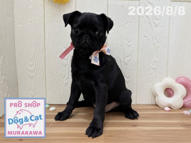 広島県のパグ (アミーゴ大町店/2026年5月7日生まれ/女の子/ブラック)の子犬の2枚目の画像