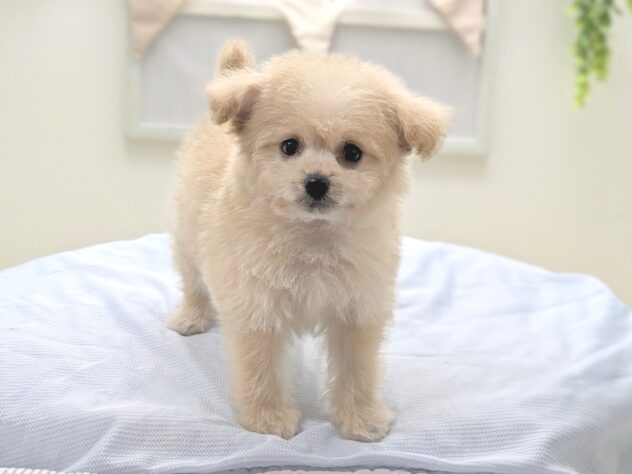 福島県のハーフ犬・ミックス犬 (アミーゴ会津若松店/2026年6月8日生まれ/男の子/04 クリーム系)の子犬の2枚目の画像