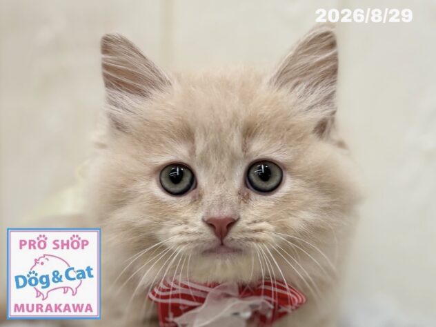 広島県のサイベリアン (アミーゴ大町店/2026年6月27日生まれ/女の子/クリームタビー)の子猫の1枚目の画像