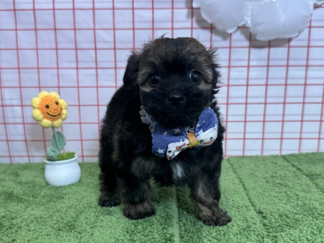 山形県のハーフ犬・ミックス犬 (アミーゴ酒田店/2026年6月23日生まれ/男の子/02 レッド系)の子犬の2枚目の画像