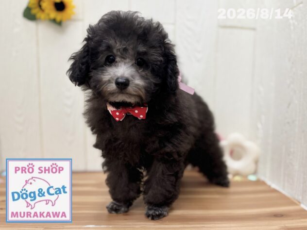 広島県のトイプードル(トイ) (アミーゴ大町店/2026年5月15日生まれ/女の子/グレー)の子犬の2枚目の画像