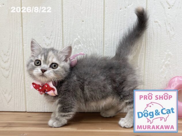 広島県のマンチカン (アミーゴ大町店/2026年6月16日生まれ/女の子/ブルーパッチドタビー)の子猫の2枚目の画像