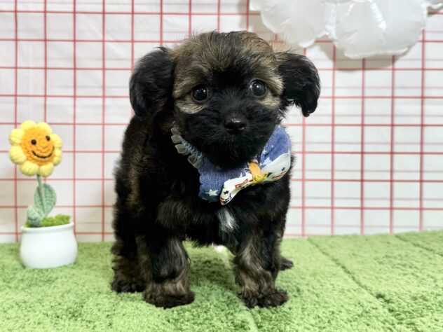 山形県のハーフ犬・ミックス犬 (アミーゴ酒田店/2026年6月23日生まれ/男の子/02 レッド系)の子犬の1枚目の画像