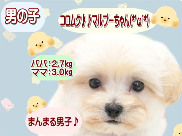 大阪府のハーフ犬・ミックス犬 (アミーゴ鳳店/2026年6月20日生まれ/男の子/クリーム)の子犬の1枚目の画像