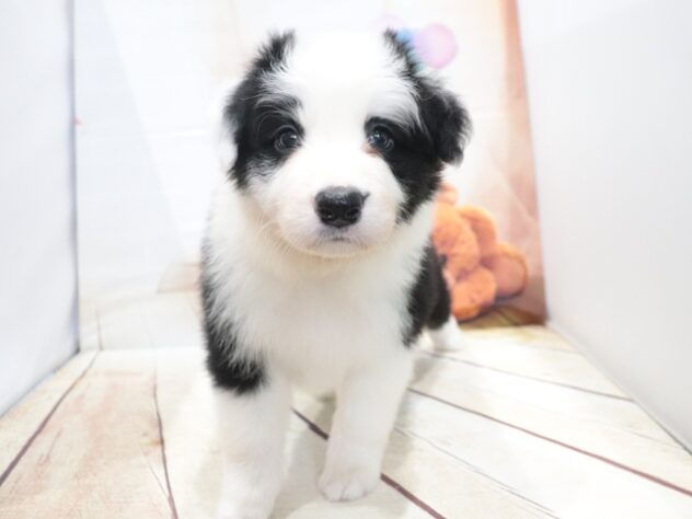 大阪府のボーダーコリー (アミーゴ鳳店/2026年6月15日生まれ/男の子/ブラックホワイト)の子犬の2枚目の画像