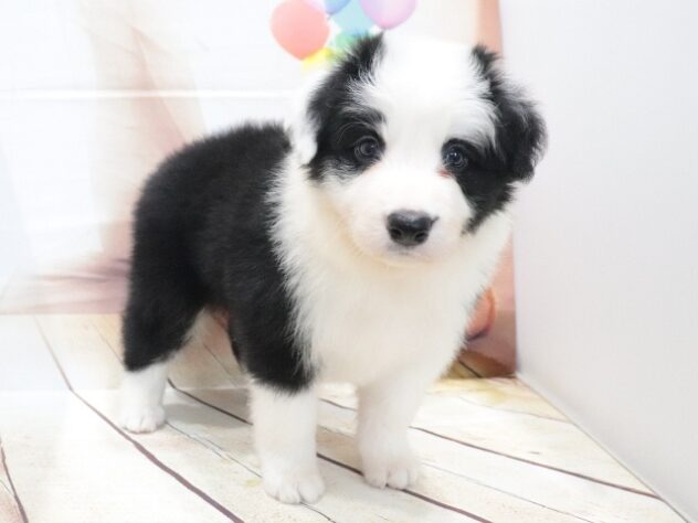 大阪府のボーダーコリー (アミーゴ鳳店/2026年6月15日生まれ/男の子/ブラックホワイト)の子犬の3枚目の画像
