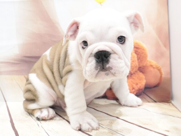 大阪府のブルドッグ (アミーゴ鳳店/2026年6月13日生まれ/男の子/レッドホワイト)の子犬の4枚目の画像