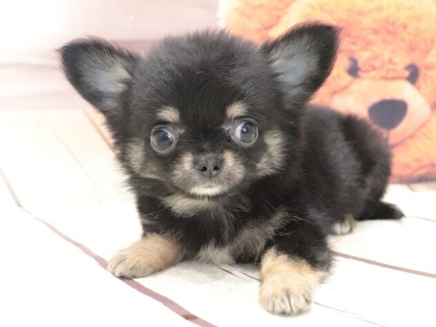 大阪府のチワワ(ロング) (アミーゴ鳳店/2026年6月10日生まれ/男の子/ブラックタン)の子犬の2枚目の画像