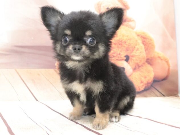 大阪府のチワワ(ロング) (アミーゴ鳳店/2026年6月10日生まれ/男の子/ブラックタン)の子犬の4枚目の画像
