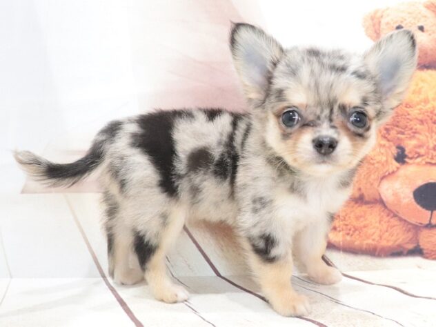 大阪府のチワワ(ロング) (アミーゴ鳳店/2026年6月16日生まれ/男の子/ブルーマール)の子犬の2枚目の画像