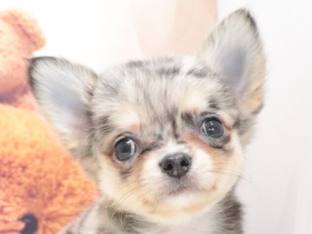 大阪府のチワワ(ロング) (アミーゴ鳳店/2026年6月16日生まれ/男の子/ブルーマール)の子犬の3枚目の画像