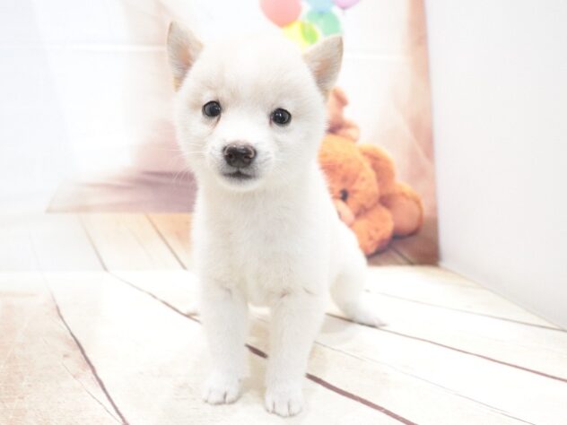 大阪府の豆柴 (アミーゴ鳳店/2026年6月5日生まれ/男の子/白)の子犬の2枚目の画像