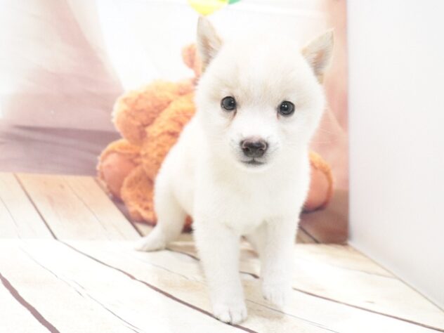 大阪府の豆柴 (アミーゴ鳳店/2026年6月5日生まれ/男の子/白)の子犬の3枚目の画像