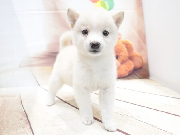 大阪府の豆柴 (アミーゴ鳳店/2026年6月5日生まれ/男の子/白)の子犬の4枚目の画像