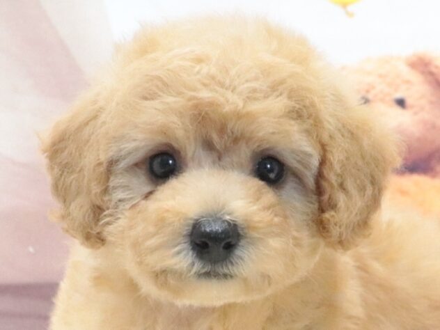 大阪府のトイプードル(トイ) (アミーゴ鳳店/2026年6月14日生まれ/女の子/アプリコット)の子犬の2枚目の画像